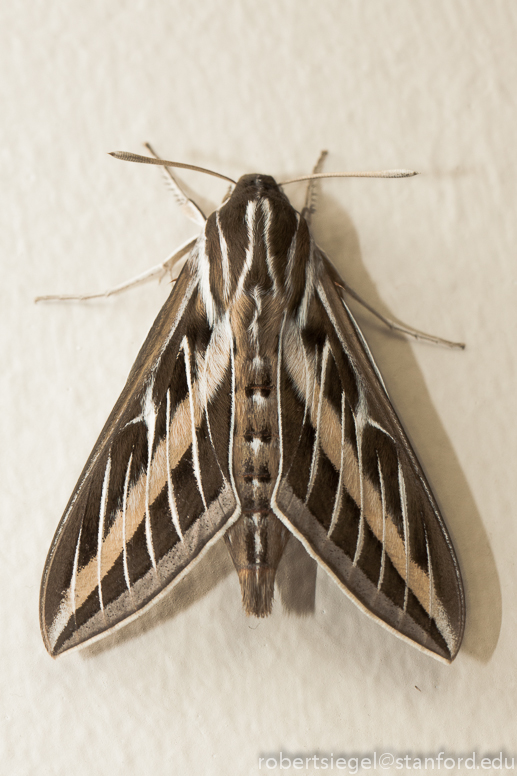 sphinx moth